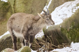 Alpine ibex (Capra ibex) youngster in winter, snow, Bavaria, Germany, Europe