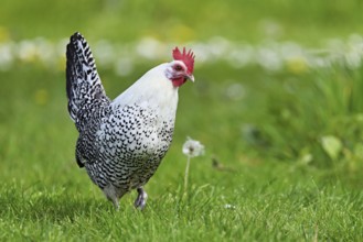 East Frisian Gull standing in a meadow, chicken breed with good utilisation characteristics, Texel,
