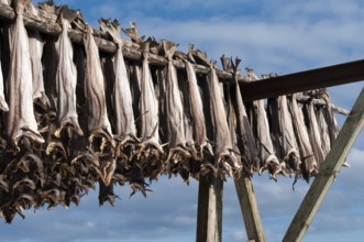 Cod from the Barents Sea, dried fish production, Reine, Lofoten Island Moskenesøya, Moskenesoya,