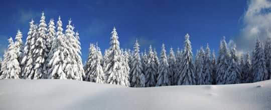 Panorama, snow-covered winter landscape, snow-covered spruces and sparkling snow crystals, Harz