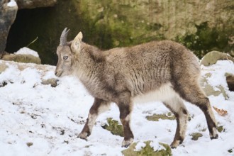 Alpine ibex (Capra ibex) youngster in winter, snow, Bavaria, Germany, Europe
