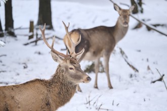 Red deer (Cervus elaphus) stag in a forest in winter, snow, Bavaria, Germany, Europe