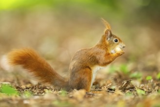 Red squirrel (Sciurus vulgaris) in a forest, Bavaria, Gernany