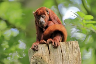 Venezuelan red howler, (Alouatta seniculus), adult on tree trunk vigilant, South America