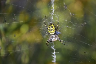 Wasp spider (Argiope bruennichi) in a web in the garden, Bavaria, Germany, Europe