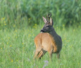 Roe deer (Capreolus capreolus), roebuck standing in a meadow, wildlife, Lower Saxony, Germany,