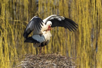 A stork with raised wings in the nest during courtship, White Stork (Ciconia ciconia), wildlife,