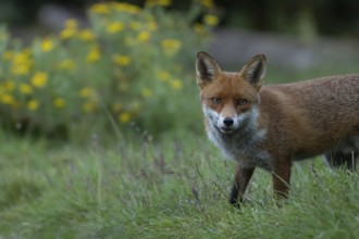 Red fox (Vulpes vulpes) adult animal in grassland in the summer, England, United Kingdom, Europe