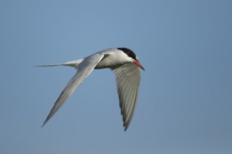 Common tern (Sterna hirundo) adult bird flying in the summer, England, United Kingdom, Europe