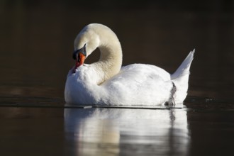 Mute swan (Cygnus olor) adult bird on ice of a frozen lake in winter, England, United Kingdom,