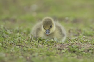 Greylag goose (Anser anser) juvenile baby gosling bird resting on grassland, England, United
