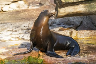California sea lion (Zalophus californianus), at the shore of the sea, captive, Germany, Europe