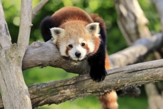 Western Red panda Ailurus fulgens), adult, portrait, on tree, captive, Himalaya, Central Asia