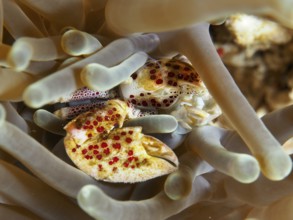 Porcelain crab, spotted porcelain crab (Neopetrolisthes maculatus), sits protected between the