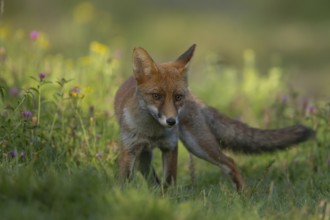 Red fox (Vulpes vulpes) adult animal standing in grassland with summer flowers, England, United