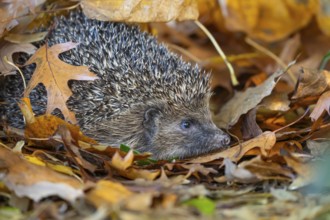 European hedgehog (Erinaceus europaeus) adult animal emerging from a pile of fallen autumn leaves,