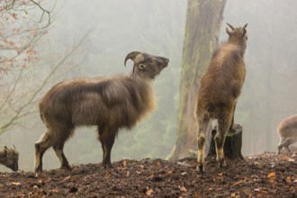 A male and a female Himalayan Tahr (Hemitragus jemlahicus) stand in the forest on a foggy day