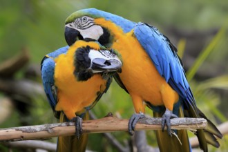 Yellow-breasted Macaw (Ara ararauna), adult, perch, pair, social behaviour, plumage care, South