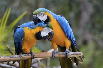Yellow-breasted Macaw (Ara ararauna), adult, perch, pair, social behaviour, plumage care, South