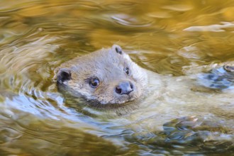Eurasian otter (Lutra lutra) swimming in a lake in the bavarian forest, Bavaria, Germany, Europe