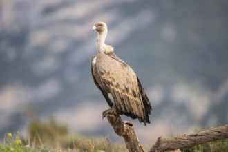 Griffon Vulture (Gyps fulvus) sitting on an old gnarled root in autumn, Pyrenees, Catalonia, Spain,
