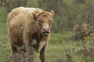Domesticated cow or cattle (Bos taurus) adult farm animal in a grass field, Suffolk, England,