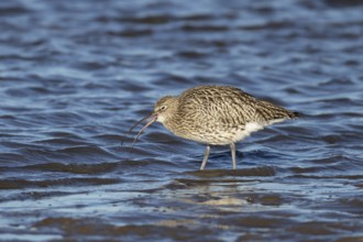 Eurasian curlew (Numenius arquata) adult bird feeding on a coastline, Norfolk, England, United