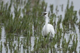 Little egret (Egretta garzetta) adult bird eating a fish in a shallow lagoon, Suffolk, England,