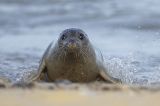 Grey seal (Halichoerus grypus) adult animal emerging from the waves of the sea, Norfolk, England,