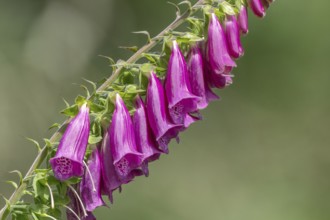 A purple flower with a white centre can be seen in the picture. The flower is surrounded by green