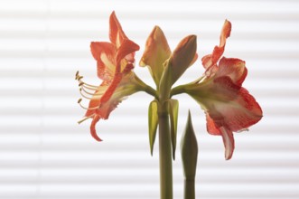 Indoor photo, red amaryllis, flower (Amaryllidaceae) and stamens, buds, in front of window, roller