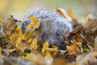 European hedgehog (Erinaceus europaeus) adult animal amongst fallen autumn leaves, England, United