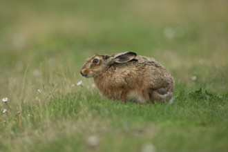 European brown hare (Lepus europaeus) adult animal resting in grassland in summer, England, United