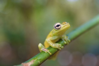 Glass frog (Centrolenidae) sitting on a stem, Heredia province, Costa Rica, Central America
