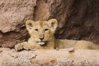 Asiatic lion (Panthera leo persica) cub lying on the ground, captive
