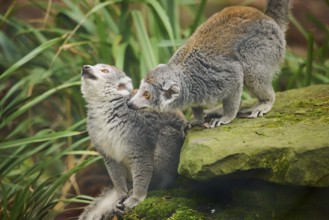 Crowned lemurs (Eulemur coronatus) couple, sitting on the ground, Germany, Europe