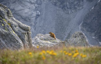 Marmot sitting on rocks, Lasörlinggruppe, Hohe Tauern, Austria, Europe