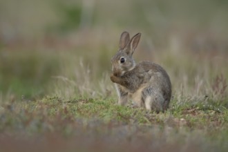 Rabbit (Oryctolagus cuniculus) wild juvenile baby animal washing its feet in grassland in the