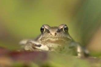Common frog (Rana temporaria) juvenile baby amphibian resting on a fallen tree leaf in a garden in