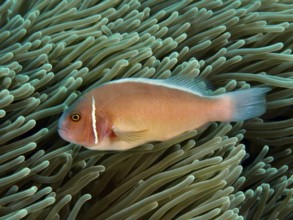A pink-coloured fish, collar anemonefish (Amphiprion perideraion), swimming in a sea anemone in the