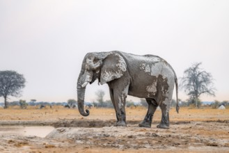 African elephant (Loxodonta africana), adult male, drinking at a waterhole, Nxai Pan National Park,