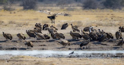 White-backed vulture (Gyps africanus), group at the waterhole, Khama Rhino Sanctuary, Botswana,