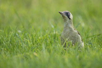 Green woodpecker (Picus viridis), young bird foraging in meadow, Rosensteinpark, Stuttgart,