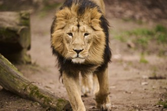 Asiatic lion (Panthera leo persica) male walking on the ground, Germany, Europe