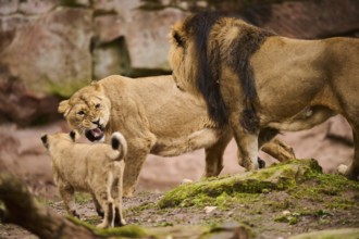 Asiatic lion (Panthera leo persica) couple with her cub, captive