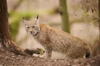 Eurasian lynx (Lynx lynx) walking through a forest, Bavaria, Germany, Europe