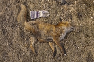 Dead red fox (Vulpes vulpes) at the roadside