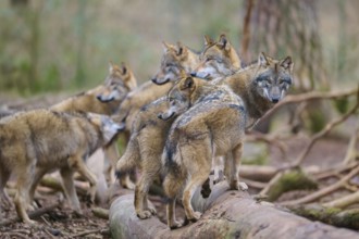 Wolf (Canis lupus), pack of wolves moving together through a dense forest, surrounded by trees and