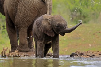 African elephant (Loxodonta africana), young animal, calf, baby elephant, mother, young animal with