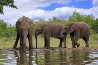 African elephant (Loxodonta africana), three young animals, at the water, drinking, group, Kruger